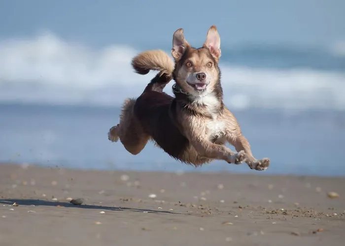 Carat Hotel Grömitz